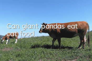 Can giant pandas eat cat food?