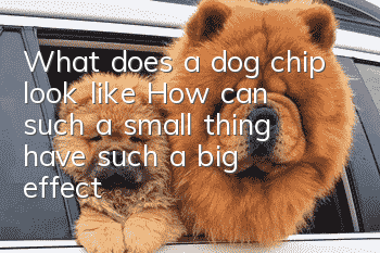 What does a dog chip look like? How can such a small thing have such a big effect?