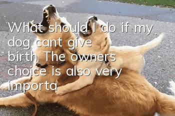 What should I do if my dog can’t give birth? The owner’s choice is also very important when giving birth.
