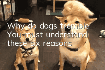Why do dogs tremble? You must understand these six reasons!