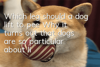 Which leg should a dog lift to pee? Why, it turns out that dogs are so particular about lifting their leg to pee.