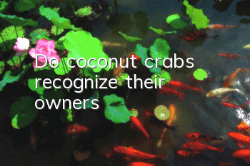 Do coconut crabs recognize their owners?