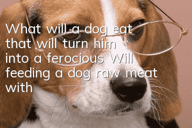 What will a dog eat that will turn him into a ferocious? Will feeding a dog raw meat with blood make him ferocious?