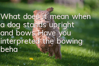 What does it mean when a dog stands upright and bows? Have you interpreted the bowing behavior correctly?