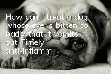 How can I treat a dog whose eye is bitten so badly that it vomits out? Timely anti-inflammation can save lives.
