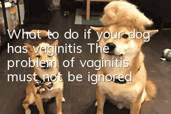 What to do if your dog has vaginitis? The problem of vaginitis must not be ignored!