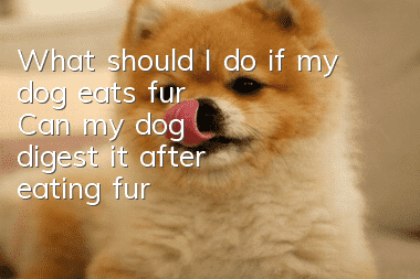 What should I do if my dog ​​eats fur? Can my dog ​​digest it after eating fur?