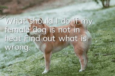 What should I do if my female dog is not in heat? Find out what is wrong.
