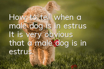 How to tell when a male dog is in estrus? It is very obvious that a male dog is in estrus.