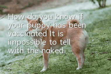 How do you know if your puppy has been vaccinated? It is impossible to tell with the naked eye.