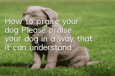How to praise your dog? Please praise your dog in a way that it can understand!
