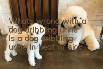 What’s wrong with a dog dribbling urine? Is a dog dribbling urine in heat or sick?
