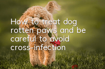 How to treat dog rotten paws and be careful to avoid cross-infection