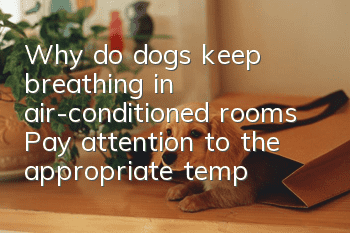 Why do dogs keep breathing in air-conditioned rooms? Pay attention to the appropriate temperature