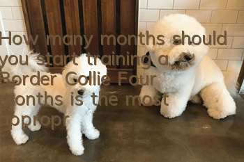 How many months should you start training a Border Collie? Four months is the most appropriate time to start training.