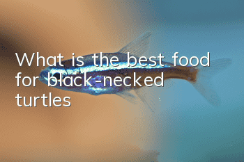 What is the best food for black-necked turtles?