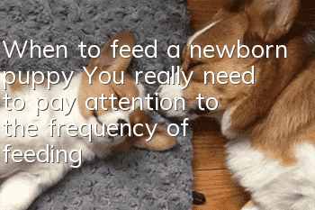 When to feed a newborn puppy? You really need to pay attention to the frequency of feeding a puppy.