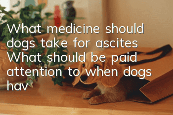 What medicine should dogs take for ascites? What should be paid attention to when dogs have water in their abdomen?