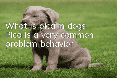 What is pica in dogs? Pica is a very common problem behavior