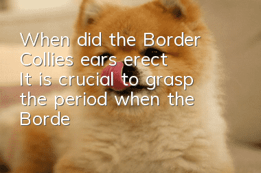 When did the Border Collie’s ears erect? It is crucial to grasp the period when the Border Collie’s ears erect!