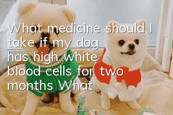 What medicine should I take if my dog ​​has high white blood cells for two months? What does high white blood cells mean for dogs?