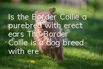 Is the Border Collie a purebred with erect ears? The Border Collie is a dog breed with erect ears.