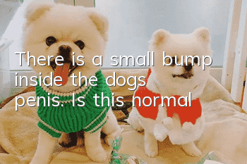 There is a small bump inside the dog's penis. Is this normal?