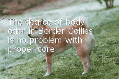 The degree of body odor in Border Collies is no problem with proper care!