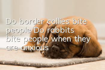Do border collies bite people? Do rabbits bite people when they are anxious?