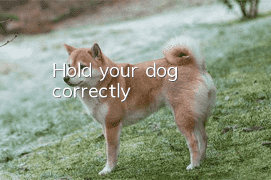 Hold your dog correctly