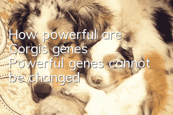 How powerful are Corgi’s genes? Powerful genes cannot be changed!