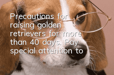 Precautions for raising golden retrievers for more than 40 days. Pay special attention to the dog’s diet.