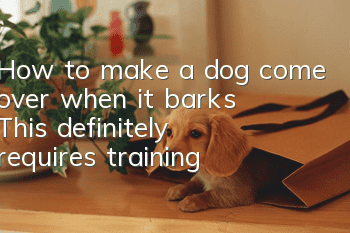 How to make a dog come over when it barks? This definitely requires training!