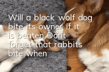 Will a black wolf dog bite its owner if it is beaten? Don’t forget that rabbits bite when they are anxious!