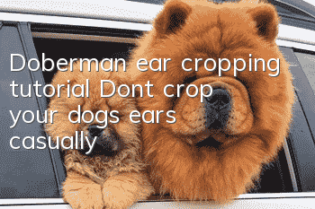 Doberman ear cropping tutorial Don’t crop your dog’s ears casually!