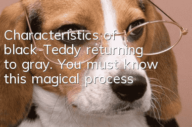Characteristics of black Teddy returning to gray. You must know this magical process!