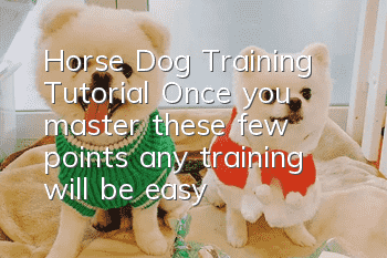 Horse Dog Training Tutorial Once you master these few points, any training will be easy!