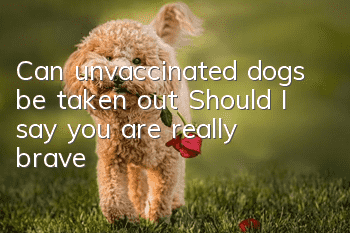 Can unvaccinated dogs be taken out? Should I say you are really brave?