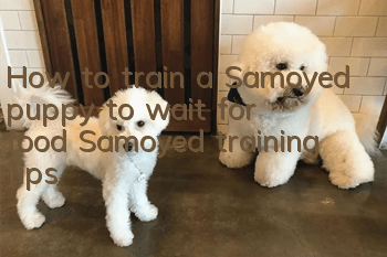 How to train a Samoyed puppy to wait for food? Samoyed training tips!