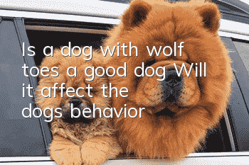 Is a dog with wolf toes a good dog? Will it affect the dog's behavior?