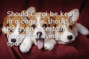 Should Corgi be kept in a cage or should it be given a certain amount of living space?