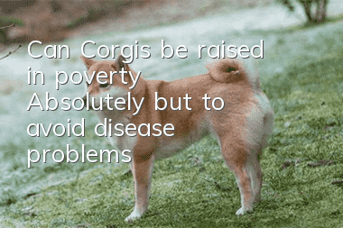 Can Corgis be raised in poverty? Absolutely, but to avoid disease problems!