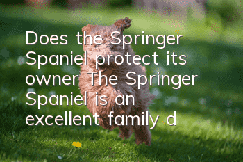 Does the Springer Spaniel protect its owner? The Springer Spaniel is an excellent family dog.