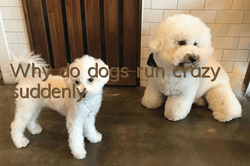 Why do dogs run crazy suddenly?