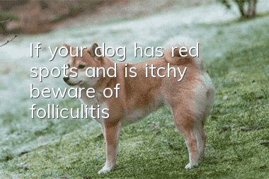 If your dog has red spots and is itchy, beware of folliculitis!