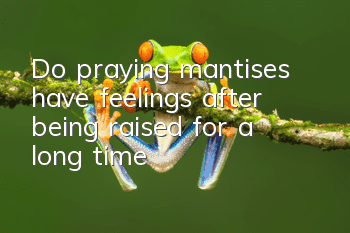 Do praying mantises have feelings after being raised for a long time?