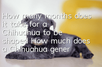 How many months does it take for a Chihuahua to be shaped? How much does a Chihuahua generally weigh after being shaped?