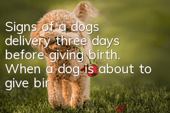 Signs of a dog’s delivery three days before giving birth. When a dog is about to give birth, the owner must remember to record it!