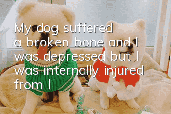 My dog ​​suffered a broken bone and I was depressed, but I was internally injured from laughing at this bandage...