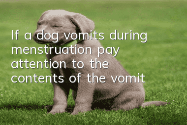 If a dog vomits during menstruation, pay attention to the contents of the vomit!